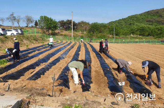 순창군 청년귀농들이 지난 3일 청년영농실습농장에서 영농실습을 하고 있다. (제공: 순창군) ⓒ천지일보 2021.5.5
