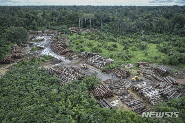 작년 5월 벌목 작업 중인 브라질 아마존 우림. (출처: 뉴시스)