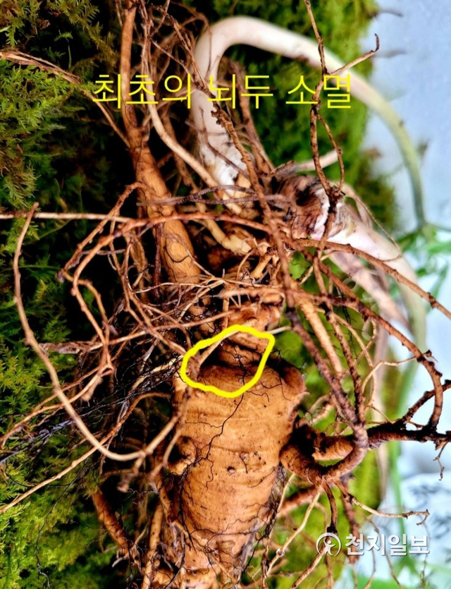 경남 함양군 덕유산서 발견된 천종산삼의 최초 뇌두 부분. (제공: 한국전통심마니협회)