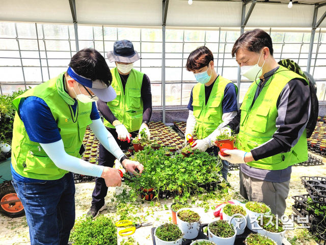 13일 경기도 과천 네잎클로버 재배농가에서 박상국 부행장(오른쪽에서 첫 번째)과 서을구 IT노조위원장(오른쪽에서 두 번째)이 IT사랑봉사단원들과 함께 일손돕기를 실시하고 있다. (제공: NH농협은행) ⓒ천지일보 2021.5.13