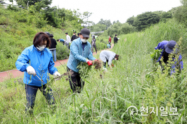 이현구 수원시의회 도시환경위원장과 황경희 부위원장이 25일 영통구 원천리천 일원에서 생태계 교란 야생식물 제거 작업을 하고 있다. (제공: 수원시의회) ⓒ천지일보 2021.5.25