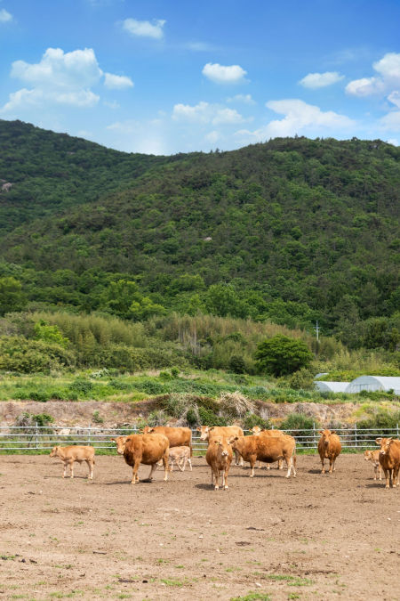 국내에서 처음으로 동물복지축산 한우농장으로 인증 받은 만희농장(전라남도 해남군 소재)의 소가 자유롭게 거닐고 있다. (제공: 현대백화점) ⓒ천지일보 2021.5.26