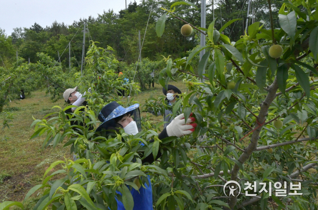 순창군 농업기술센터 직원들이 26일  금과면 복숭아 농가를 방문해 일손돕기를 하고 있다. (제공: 순창군) ⓒ천지일보 2021.5.26