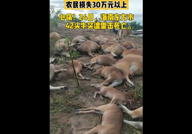 중국서 벼락에 키우던 소 40여마리 숨져 (출처: 하이난일보 캡처, 연합뉴스)