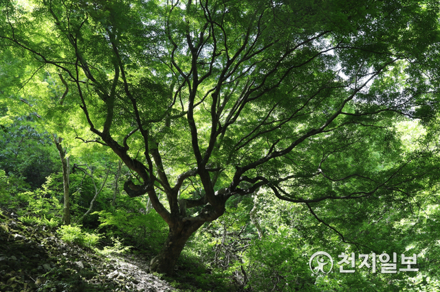 전북 정읍시 내장산 내 금선계곡 단풍나무. (제공: 정읍시) ⓒ천지일보 2021.6.2