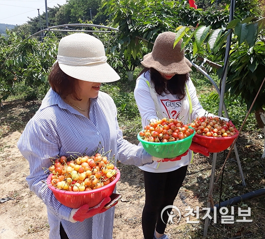 전북 정읍시 농가에서 체리를 수확하고 있다. (제공: 정읍시) ⓒ천지일보 2021.6.2