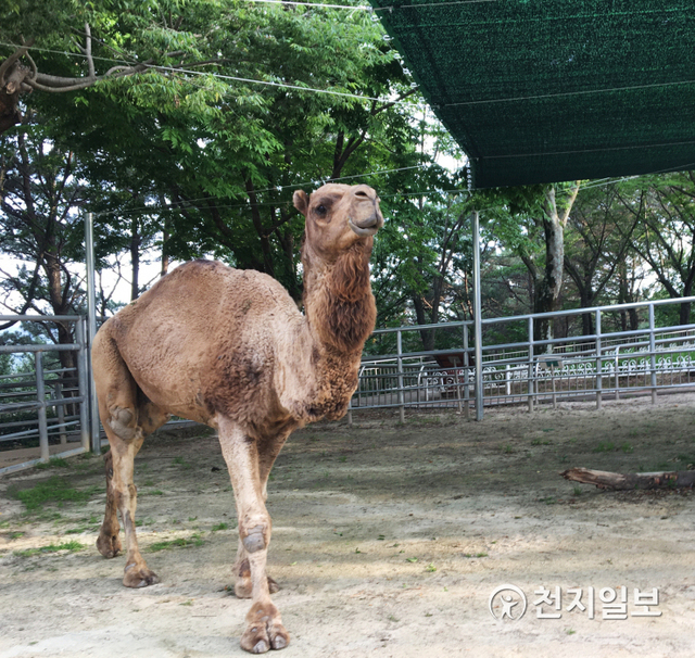 경남 진주 진양호동물원에서 서울대공원에 있던 다양한 동물들까지 만나볼 수 있게 돼 활기를 불어넣고 있다. 사진은 현생 3종 중 가장 큰 낙타인 단봉낙타. (제공: 진주시) ⓒ천지일보 2021.6.4