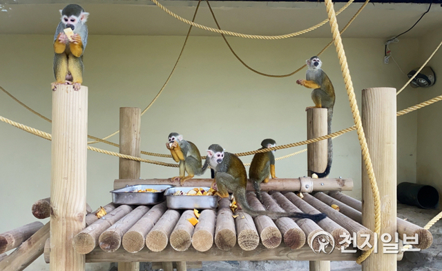 경남 진주 진양호동물원에서 서울대공원에 있던 다양한 동물들까지 만나볼 수 있게 돼 활기를 불어넣고 있다. 사진은 서울대공원에서 온 다람쥐원숭이 모습. (제공: 진주시) ⓒ천지일보 2021.6.4