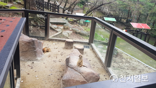 [천지일보 진주=최혜인 기자] 16일 동물 사육시설과 환경정비를 마치고 새롭게 단장한 진주 진양호동물원에서 프레리도그 2쌍, 친칠라 2쌍, 스컹크 1쌍 등 새로운 동물들이 모습을 보이고 있다.시는 2억원의 예산을 투입해 쇠창틀을 강화유리로 교체, 콘크리트에서 마사토 흙포장으로 정비, 온실시설 보완, 그늘막 설치, 건물 도색, 보도블록 정비 등을 마쳤다. ⓒ천지일보 2020.9.16