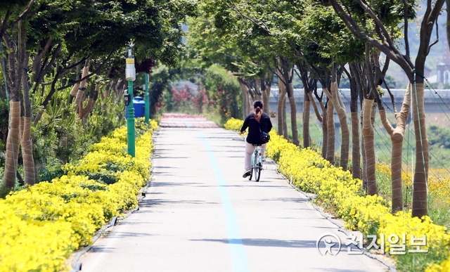 [천지일보 정읍=김도은 기자] 전북 정읍시 어린이교통공원부터 문화광장 자전거 도로변을 잇는 길에 황금달맞이꽃이 활짝 펴 한 시민이 자전거도로를 달리고 있다. (제공: 정읍시) ⓒ천지일보 2021.6.4