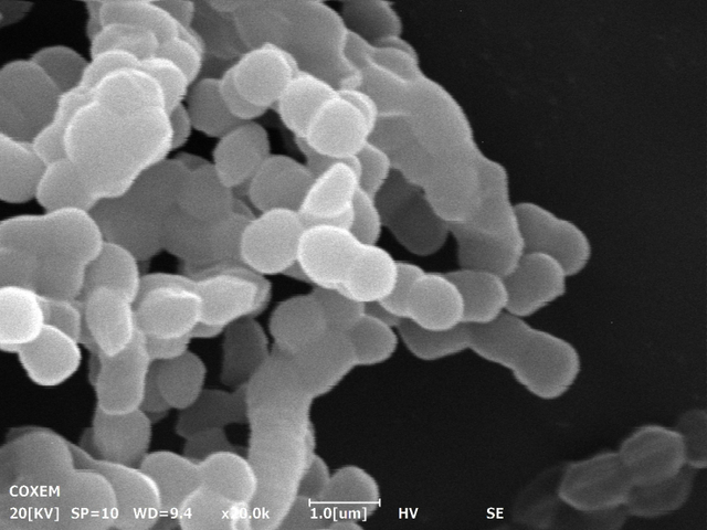 현미경으로 관찰한 녹차유산균 이미지. (제공: 아모레퍼시픽)