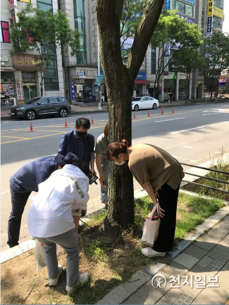 수원시 공직자와 나무병원 관계자들이 노후 가로수의 생육상태를 점검하고 있다. (제공: 수원시) ⓒ천지일보 2021.6.7