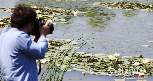 예년보다 이른 더위로 초여름 날씨를 보인 9일 전남 함평엑스포공원을 찾은 한 관광객이 활짝 핀 수련꽃에 매료돼 사진 촬영을 하고 있다. (제공: 함평군) ⓒ천지일보 2021.6.9