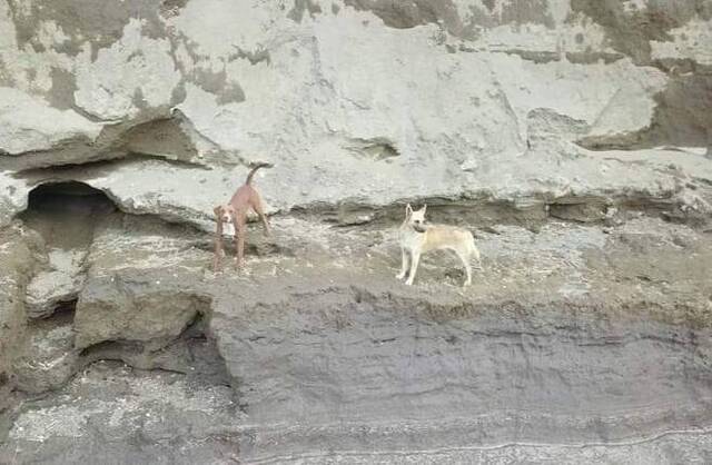 싱크홀에 빠진 개 두 마리의 모습 [동물보호단체 URSVA Puebla 페이스북(@ursva.ursva)]