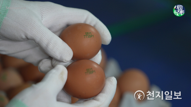 신한카드는 우리 먹거리에 대한 관심을 독려하고 판매를 지원하는 ‘착지프로젝트’를 시작한다. 사진은 신한카드 착지프로젝트 기획 콘텐츠 1편 ‘동물복지 계란편’에서 방목형 사육 환경을 소개하고 이를 통해 생산된 계란을 소개하는 모습. (제공: 신한카드) ⓒ천지일보 2021.6.14