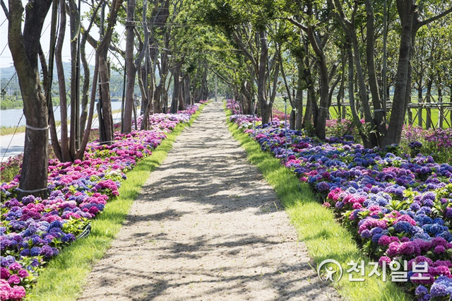 전남 신안군이 오는 18일부터 27일까지 도초면 지남리에 있는 수국공원에서 ‘섬 수국 랜선 축제’를 개최한다. (제공: 신안군) ⓒ천지일보 2021.6.16