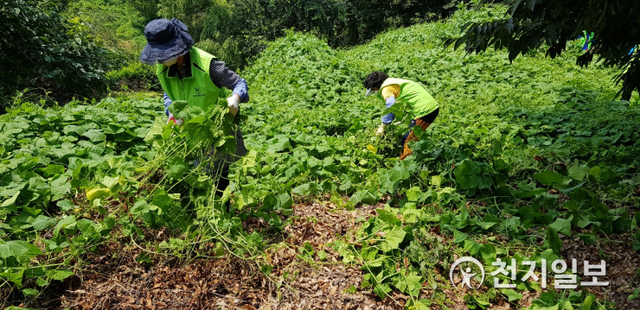 달성군자연보호협의회원들이 25일 화원 사문진나루터 인근에서 생태계교란식물인 가시박 퇴치작업을 하고 있다. (제공: 달성군) ⓒ천지일보 2021.6.25