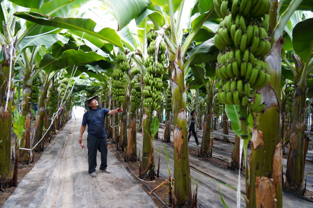 해남군에서 재배하는 바나나가 내달부터 본격 출하될 전망이다. (제공: 해남군) ⓒ천지일보 2021.6.29