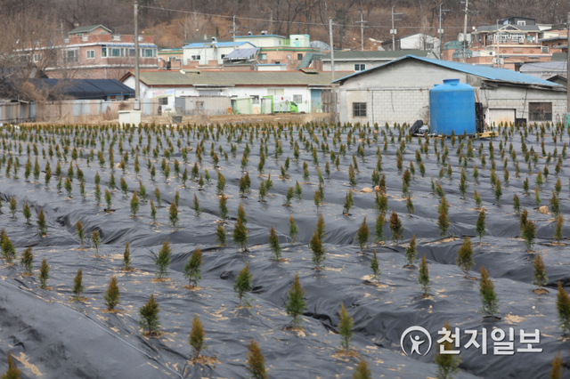 [천지일보=남승우 기자] 광명·시흥 신도시가 들어설 부지를 한국토지주택공사(LH) 직원들이 조직적으로 사들였다는 의혹이 제기된 가운데 6일 LH 직원 매수 의심 토지인 경기 시흥 과림동 667번지에 향나무 묘목이 식재돼 있다. ⓒ천지일보 2021.3.6