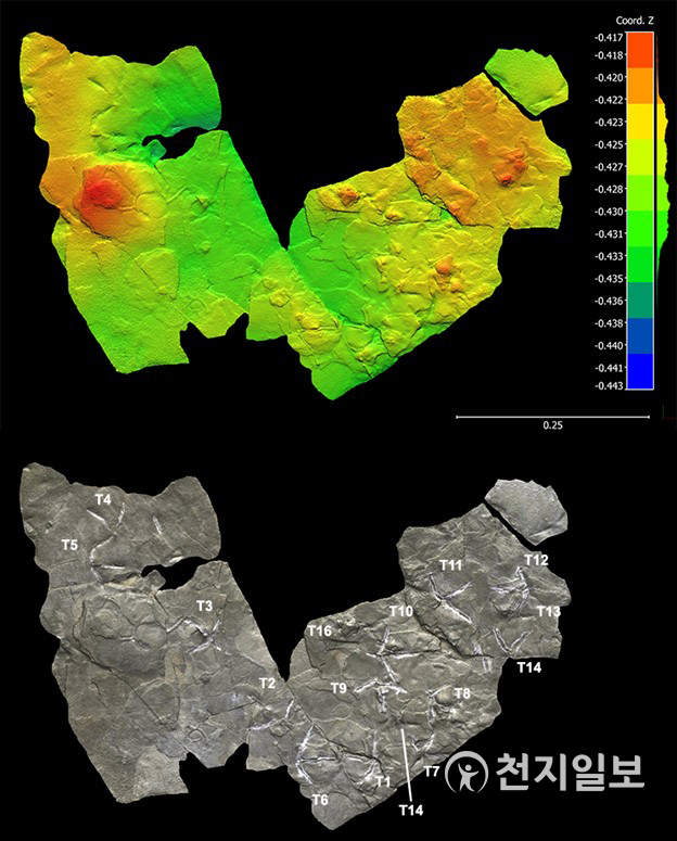 사천 비토섬 진동새 발자국 화석(진동오르니페스)의 3D 이미지. (제공: 한국지질유산연구소) ⓒ천지일보 2021.7.19