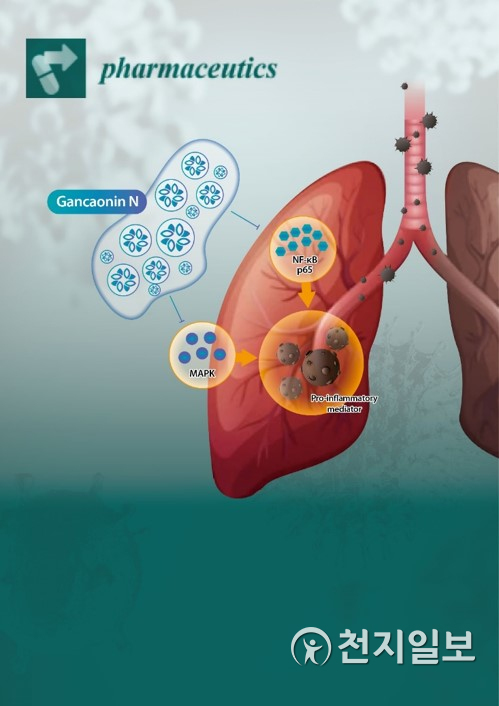 간카오닌 N은 급성 폐렴 모델에서 MAPK과 NF-κB 신호경로를 비활성화해 염증 반응을 조절한 것으로 나타났다. 국제학술지 Pharmaceutics에 표지논문으로 게재된 이번 연구는 호흡기 관련 질병 예방과 치료의 가능성을 제시했다. (제공: 경희대학교) ⓒ천지일보 2021.7.20