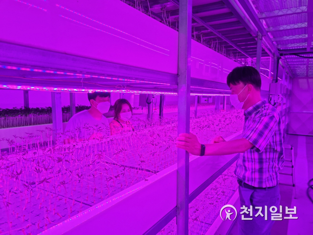 전북 정읍시 케이팜팩토리가 LED 시설과 항온항습이 설치된 첨단시설에서 새싹 인삼을 재배하고 있다. (제공: 정읍시) ⓒ천지일보 2021.7.21