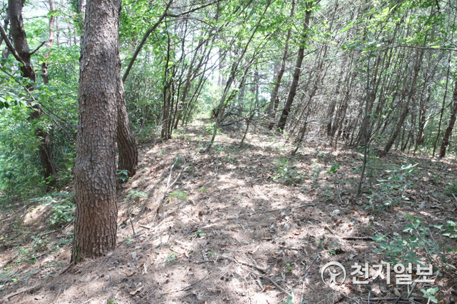 [천지일보=이태교 기자] 원삼국시대 성읍국가의 치소로 보이는 야산 능선에 흙을 다져 쌓은 토성의 흔적. 토성은 적의 침입 등에 대비해 인위적으로 흙을 다져 주변 지세보다 높게 쌓아 만든 성루를 말한다. 사진의 나무사이로 보이는 흙바닥이 토루의 흔적이다. ⓒ천지일보 2021.7.28