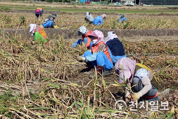 농협, 창립 60주년을 맞아 올해 말까지 영농자금 대출금리를 1%대로 인하. (제공: 농협) ⓒ천지일보 2021.7.28