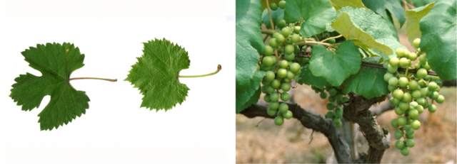 자연의 포도나무 잎 모양(좌) 도 1-4와 도 1-5(우) (제공: 강우방 일향한국미술사연구원장) ⓒ천지일보 2021.8.1