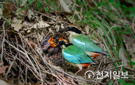 팔색조 수컷과 암컷 양육 사진(2021. 6. 경남 금산)  (제공: 국립공원공단)
