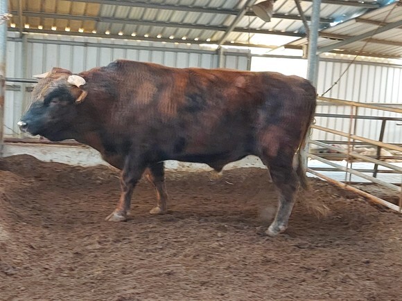 전통 한우 희귀종 ‘칡소’의 모습. (제공 : 한국섹싱바이오텍) ⓒ천지일보 2021.8.12