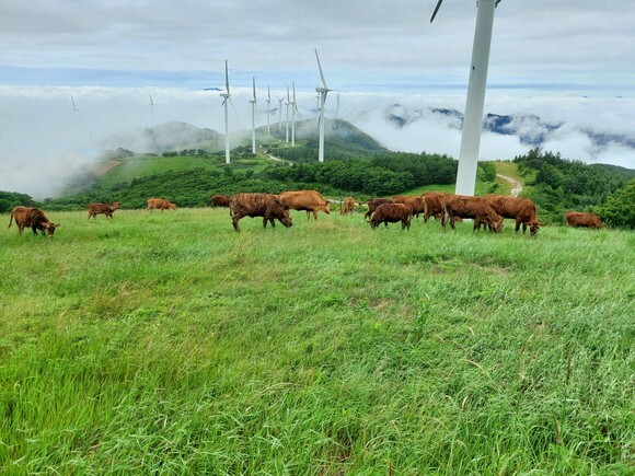 경북 영양군 청정 고랭지 지역에 위치한 한국섹싱바이오텍의 삼의농장에서 칡소들이 풀을 뜯고 있다. 이 지역은 칡소를 키우는데 최적의 기후조건을 갖춘 곳이다. (제공 : 한국섹싱바이오텍) ⓒ천지일보 2021.8.12