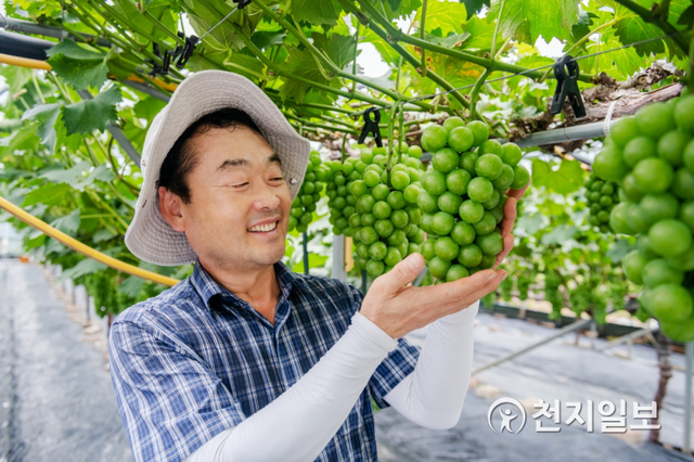 강진군 성전면 투게더농장에서 한창 샤인머스캣을 수확하고 있다. (제공: 강진군) ⓒ천지일보 2021.8.19
