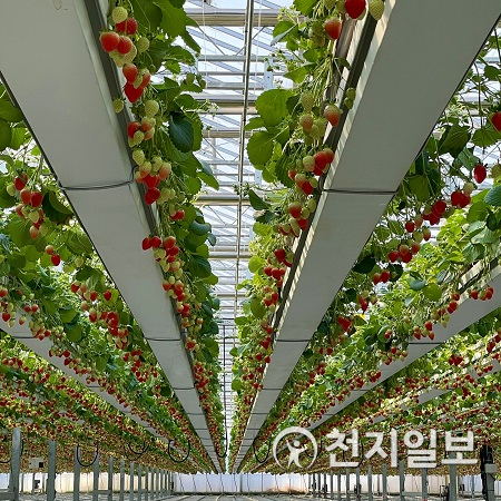 업무협약 참가기업 A사의 국내 딸기 스마트팜 전경.(제공: KOTRA) ⓒ천지일보 2021.8.19