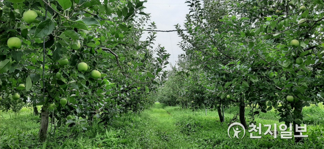 저탄소 농축산물 인증을 취득한 가평군의 한 과수원의 사과나무에 사과가 주렁주랑 달려있다. (제공: 가평군청) ⓒ천지일보 2021.8.23