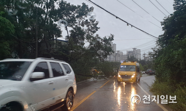 [천지일보 천안=박주환 기자] 태풍 ‘오마이스’의 간접적인 영향으로 23일 오후 6시 30분께 충남 천안시 청수동에서 청당동으로 넘어가는 구길 옆 나무가 쓰러져 차들이 중앙선을 넘어가고 있다. (독자제공) ⓒ천지일보 2021.8.24