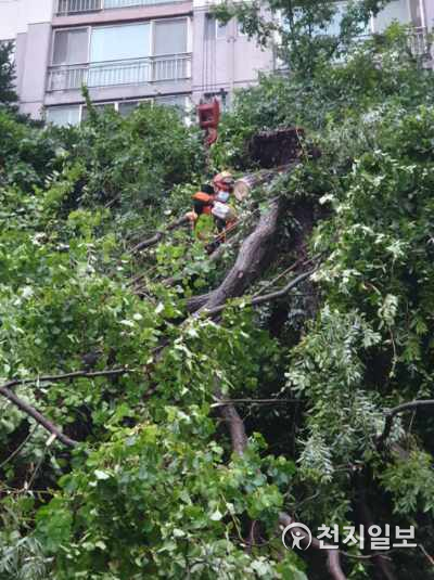 아산소방서가 23일 태풍 ‘오마이스’의 영향으로 좌부동의 한 아파트 담에 쓰러진 나무를 안전하게 제거하고 있다. (제공: 아산소방서) ⓒ천지일보 2021.8.24
