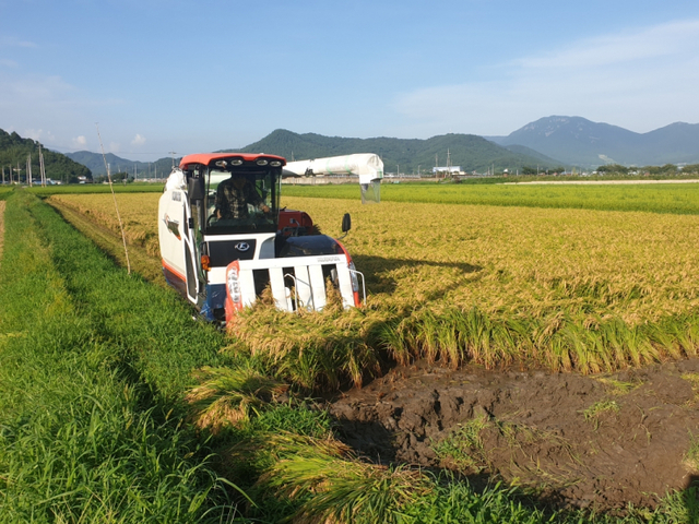 장흥군이 장흥읍 연산리 일원에서 조생종 벼 재배단지 첫 수확을 하고 있다. (제공: 장흥군) ⓒ천지일보 2021.8.28