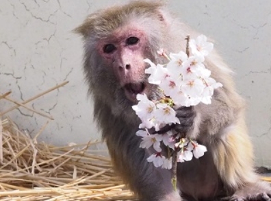 (도쿄=연합뉴스) 일본 교토(京都)시 동물원에서 12일 숨진 '히말라야원숭이' 이소코. 이소코는 사육 중인 히말라야원숭이 가운데 세계 최고령 인증 기록(43세)을 보유하고 있었다. (사진 출처=교토시동물원)