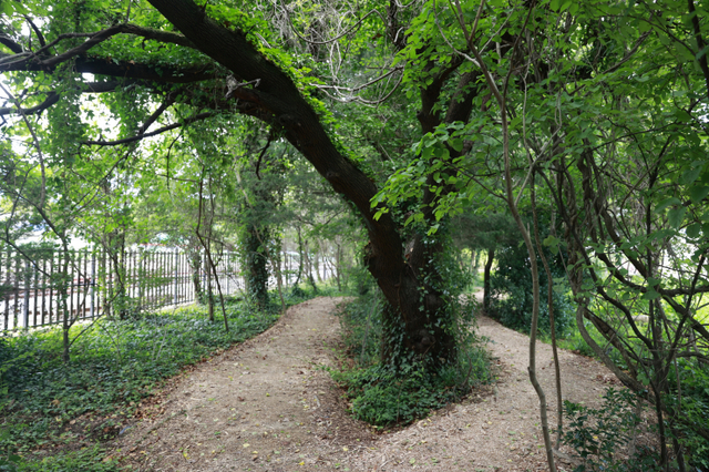 보성군 보성역 앞에 자리한 천연숲. (제공: 보성군) ⓒ천지일보 2021.9.15