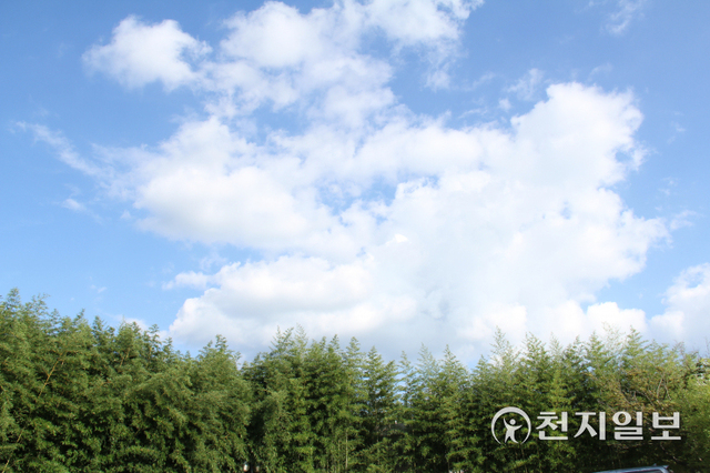 [천지일보 담양=이미애 기자] 추석 연휴가 낀 18일 오후 가을 햇살이 뜨겁게 내리쬐는 가운데 담양군 한국대나무박물관 내 푸른 대나무와 흰 구름이 아름다운 조화를 이루며 완연한 가을 날씨를 보이고 있다. ⓒ천지일보 2021.9.18