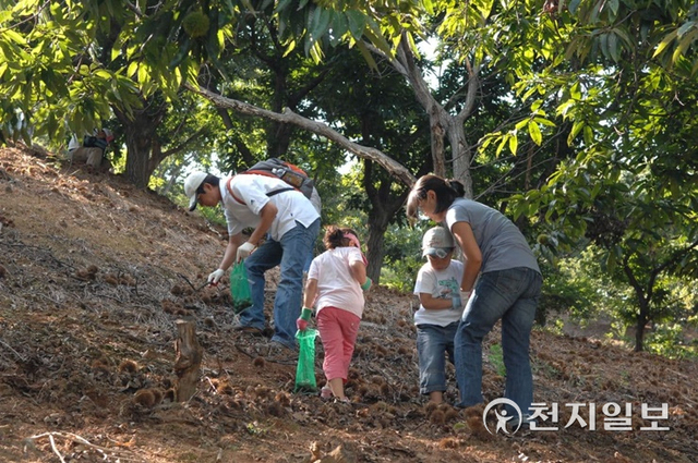 공주알밤농원에서 ‘알밤줍기’ 체험행사에 참여하고 있는 가족의 모습. (제공: 공주시청) ⓒ천지일보 2021.9.23