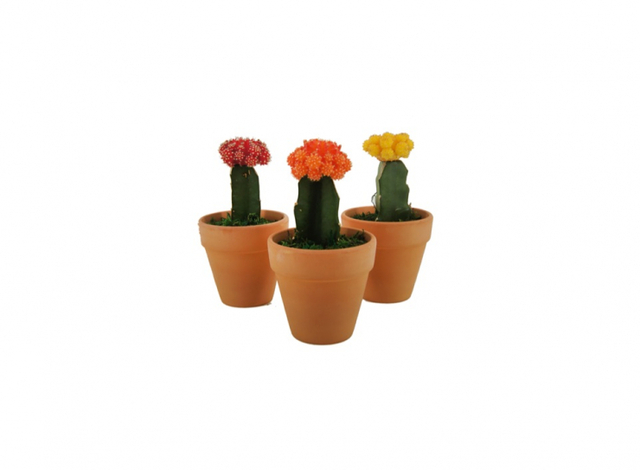 롯데마트, 비모란 선인장. (제공: 롯데쇼핑)