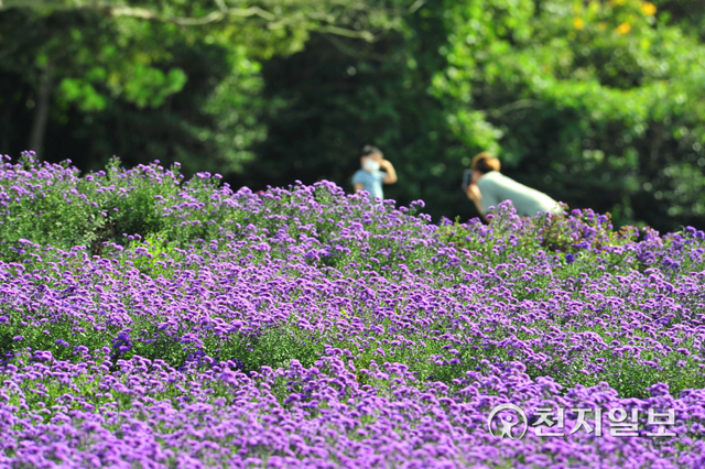 보라색 꽃이 만발한 퍼플섬. (제공: 신안군) ⓒ천지일보 2021.10.7
