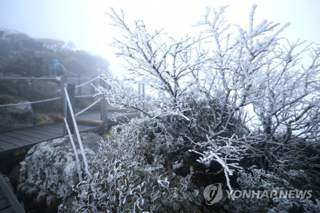 17일 오전 제주 한라산 영실 탐방로 윗세오름에 올해 첫 상고대가 피어있다. (출처: 연합뉴스)