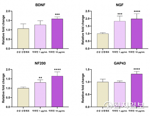 아파민을 처리한 신경세포에서 DBNF, NGF, NF200, GAP-43의 발현이 유의하게  증가했다. (제공:자생한방병원) ⓒ천지일보 2021.10.18