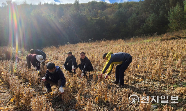 지난 28일 정선군의회 의장과 직원들이 관내 한 농가의 콩밭에서 콩 수확작업을 돕고 있다. (제공: 횡성군의회) ⓒ천지일보 2021.10.29