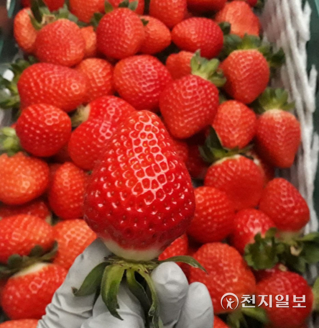 남원시 수지면 양용우 농가에서 수확한 신품종 ‘고슬’ 딸기. (제공: 남원시) ⓒ천지일보 2021.11.2