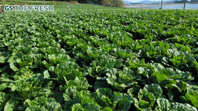 전남 하남에 위치한 GS더프레시의 계약 재배산지 모습. (제공: GS리테일)