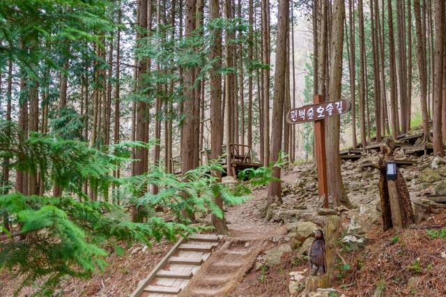 전북 완주 공기마을 편백나무숲(제공: 한국관광공사) ⓒ천지일보 2021.12.13